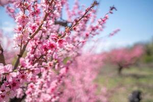 melocotón árbol con rosado flores es en lleno floración. el flores son grande y brillante, y ellos son dispersado a lo largo de el árbol. el árbol es rodeado por un campo, y el cielo es claro y azul. foto