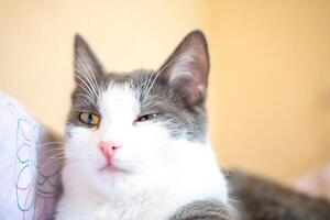 Funny cat is laying on a bed with a pink and white blanket. The cat is looking at the camera with a curious expression. photo