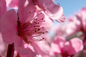 cerca arriba rosado melocotón flor en contra un azul cielo. el flor es el principal atención de el imagen, y eso es en lleno floración. foto