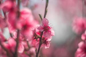 tree with pink peach flowers is in full bloom. The flowers are large and bright, and they are scattered throughout the tree. The tree is surrounded by a clear blue sky. photo