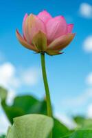 un rosado loto flor se balancea en el viento. en contra el antecedentes de su verde hojas. loto campo en el lago en natural ambiente. foto