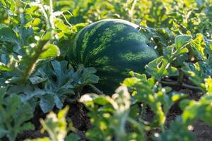 Watermelon grows on a green watermelon plantation in summer. Agricultural watermelon field. photo