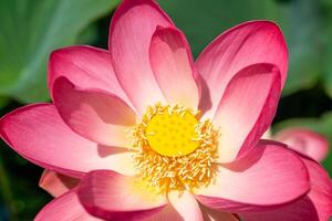 A pink lotus flower sways in the wind. Against the background of their green leaves. Lotus field on the lake in natural environment. photo