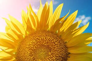 Half of a sunflower flower against a blue sky. The sun shines through the yellow petals. Agricultural cultivation of sunflower for cooking oil. photo