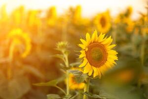 un hermosa campo de girasoles en contra el cielo en el noche ligero de un verano puesta de sol. rayos de sol mediante el flor campo. natural antecedentes. Copiar espacio. foto