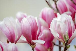 Magnolia Sulanjana flowers with petals in the spring season. beautiful pink magnolia flowers in spring, selective focusing. photo