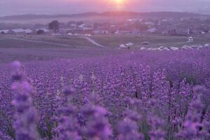 Lavender flower background. Violet lavender field sanset close up. Lavender flowers in pastel colors at blur background. Nature background with lavender in the field. photo