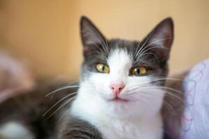 Funny cat is laying on a bed with a pink and white blanket. The cat is looking at the camera with a curious expression. photo