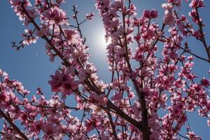 peach tree with pink flowers and a blue sky. The sun is shining on the tree. photo