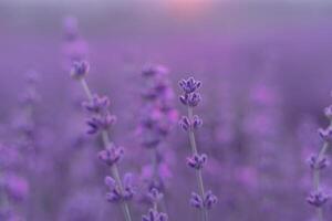 Lavender flower field. Violet lavender field sanset close up. Lavender flowers in pastel colors at blur background. Nature background with lavender in the field. photo