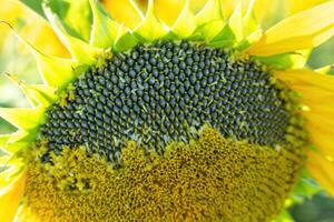 Ripe sunflower with black seeds close-up on the field. photo