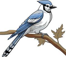 Blue jay bird sitting on a tree branch. vector