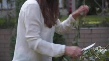 professionnel fleuriste à travail. Jeune magnifique femme fait du branché moderne bouquet de verdure différent couleurs. floral mariage cambre conception. travail concept. décorateur travail en plein air dans l'automne. video