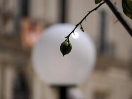 lemon detail in syracuse dome photo