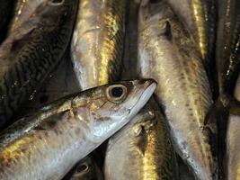 fresh fish seafood at Ortigia Syracuse sicily fish market Italy photo