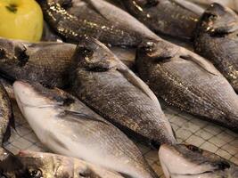 Bream fresh fish seafood at Ortigia Syracuse sicily fish market Italy photo