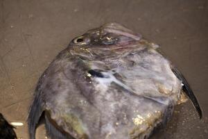 Saint peter fresh fish seafood at Ortigia Syracuse sicily fish market Italy photo