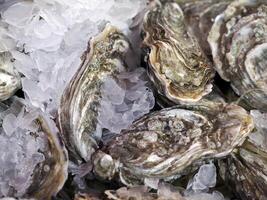 oyster fresh fish seafood at Ortigia Syracuse sicily fish market Italy photo