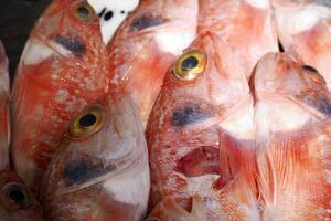 helicoleno dactiloptero, barriga negra pez rosa Fresco pescado Mariscos a Ortigia Siracusa Sicilia pescado mercado Italia foto