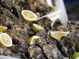 ostra Fresco pescado Mariscos a Ortigia Siracusa Sicilia pescado mercado Italia foto