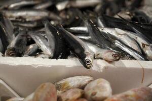 anchoas Fresco pescado Mariscos a Ortigia Siracusa Sicilia pescado mercado Italia foto