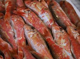 rojo mójol Fresco pescado Mariscos a Ortigia Siracusa Sicilia pescado mercado Italia foto