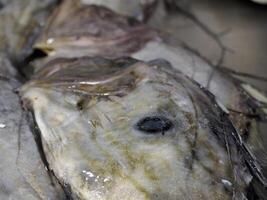 Saint peter fresh fish seafood at Ortigia Syracuse sicily fish market Italy photo