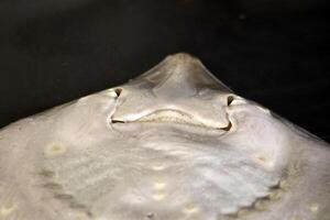 mouth of a stingray fresh fish seafood at Ortigia Syracuse sicily fish market Italy photo