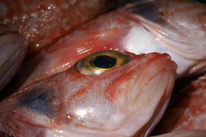 helicoleno dactiloptero, barriga negra pez rosa Fresco pescado Mariscos a Ortigia Siracusa Sicilia pescado mercado Italia foto