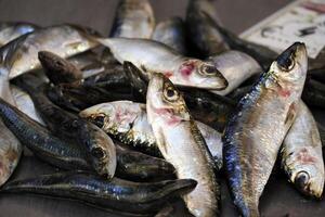 sardina Fresco pescado Mariscos a Ortigia Siracusa Sicilia pescado mercado Italia foto