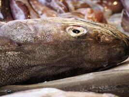 codfish fresh fish seafood at Ortigia Syracuse sicily fish market Italy photo