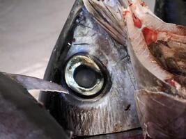 atún ojo Fresco pescado Mariscos a Ortigia Siracusa Sicilia pescado mercado Italia foto