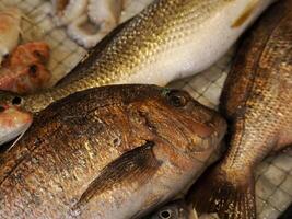 fresh fish seafood at Ortigia Syracuse sicily fish market Italy photo