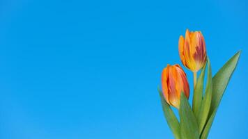 floral background fresh flower on background. photo