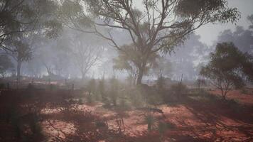 enchanté brume, une captivant eucalyptus bosquet caché dans une capricieux brouillard video