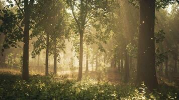 das Sonne leuchtenden durch das Bäume im ein Wald video