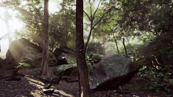 majestueux Roche au milieu de ensoleillé tropical forêt video