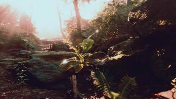 Sunlit Small Tree in Dense Tropical Forest video