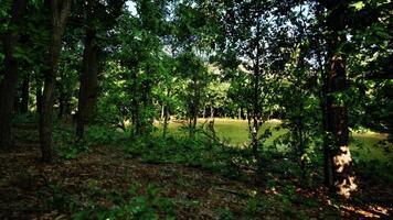 un enselvado zona con un montón de arboles y césped. oscuro bosque video