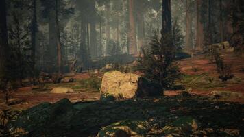 sequoia Woud, sereen uitgestrektheid van bomen en rotsen. donker Woud video