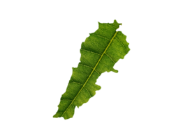 Lebanon map made of green leaves ecology concept png