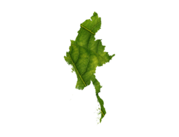 Myanmar Karte gemacht von Grün Blätter Ökologie Konzept png