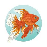 Illustration of aquarium goldfish in realistic style. vector