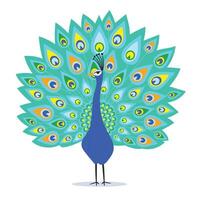 lleno color pavo real con de colores plumas dibujos animados vector