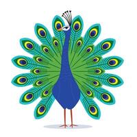 Full color Peacock with colored feathers cartoon vector