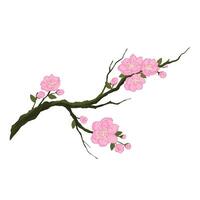 Sakura Japan cherry branch with blooming flowers vector