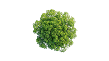 Overhead Shot of Tree's Crown on the transparent background, Format png