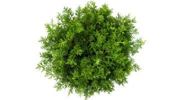 Montezuma Cypress on the transparent background, Format png