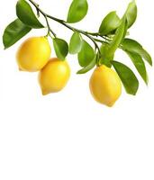 Sun-kissed lemons ripening on a lush branch against a crisp white backdrop photo