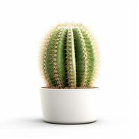 Cactus in pot isolated on white background, created with photo